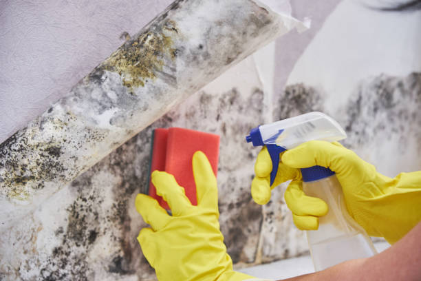 Mold Removal Services